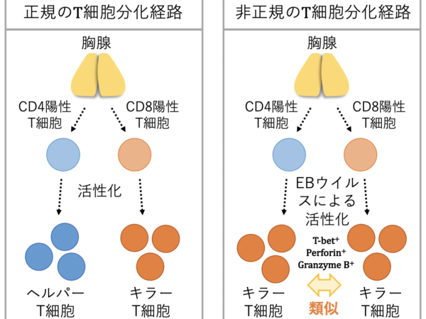 田村結実さん、山根慶大さんの論文がCancersに掲載されました。