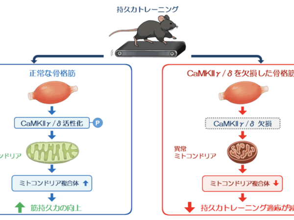 塚原涼火さんらの論文が Molecular Metabolism に掲載されました