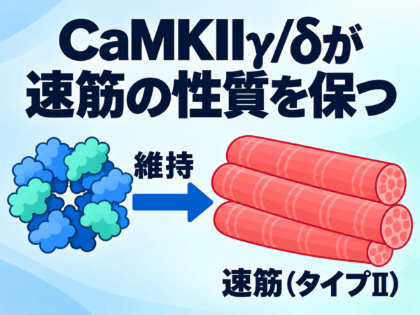岩瀬輝さんらの論文がAm J Physiol Cell Physiolに掲載されました
